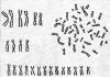 Виды хромосом Типы хромосом с равными плечами называют