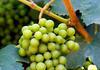 Виноград культурный (vitis vinifera l